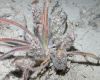 image of Plantago patagonica
