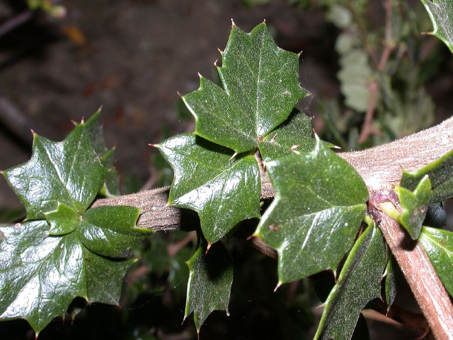 Berberidaceae Berberis darwinii