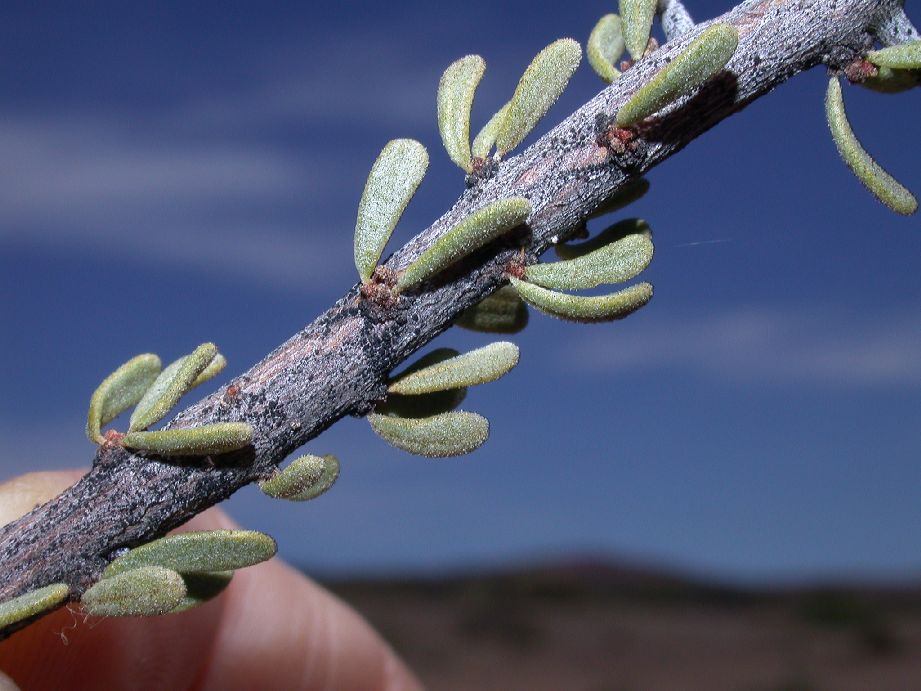 Nyctaginaceae Bougainvillea patagonica