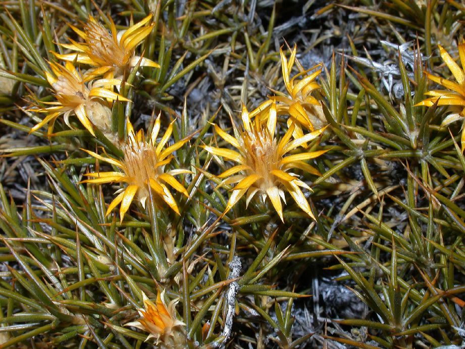 Asteraceae Chuquiraga hystrix
