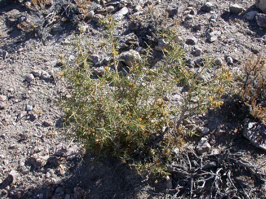 Asteraceae Chuquiraga hystrix