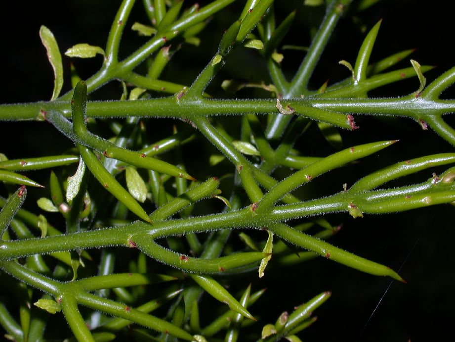 Rhamnaceae Colletia hystrix