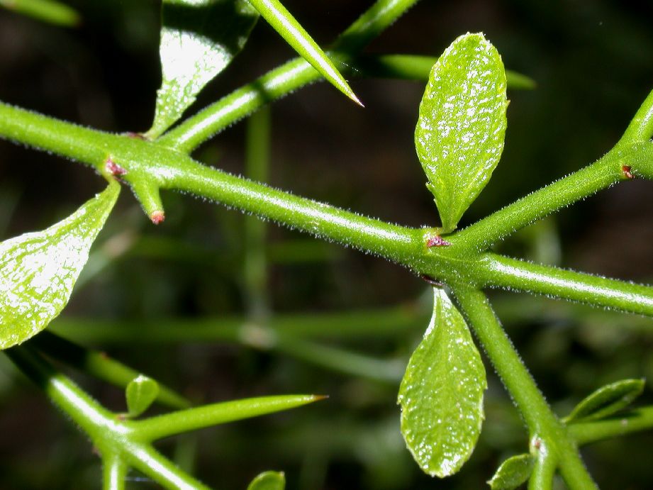 Rhamnaceae Colletia hystrix