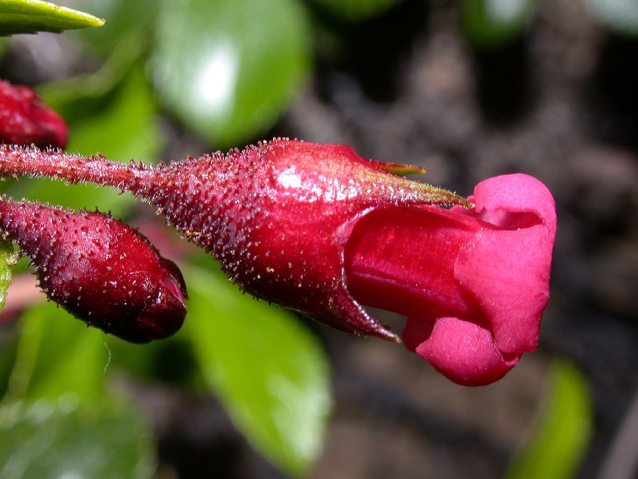 Escalloniaceae Escallonia alpina
