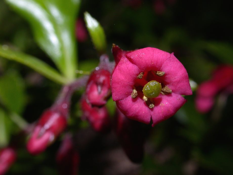 Escalloniaceae Escallonia alpina