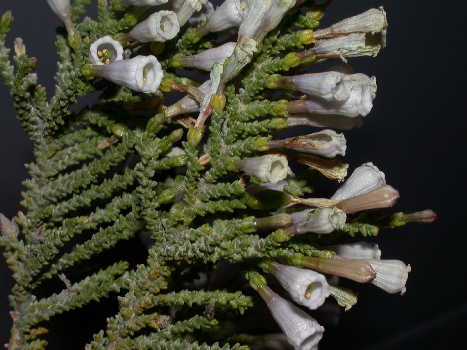 Solanaceae Fabiana imbricata