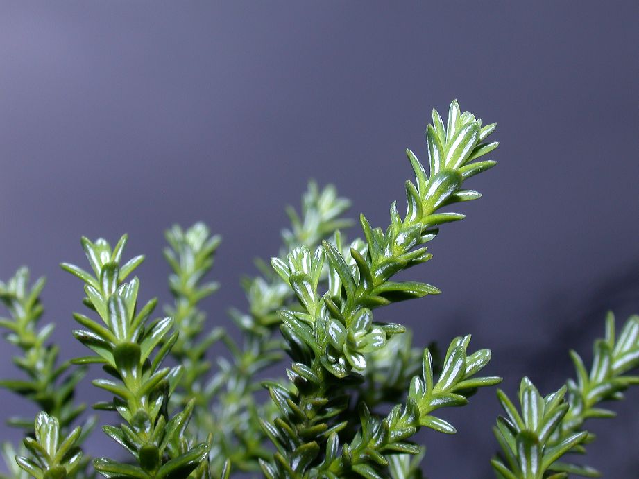 Cupressaceae Fitzroya cupressoides