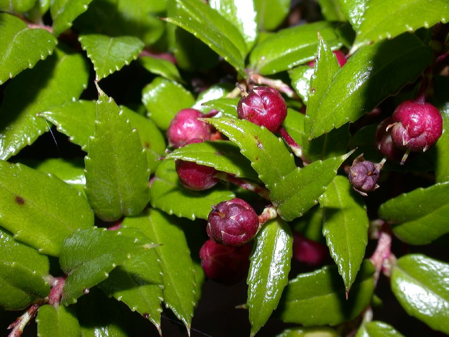 Ericaceae Gaultheria phyilyreaefolia