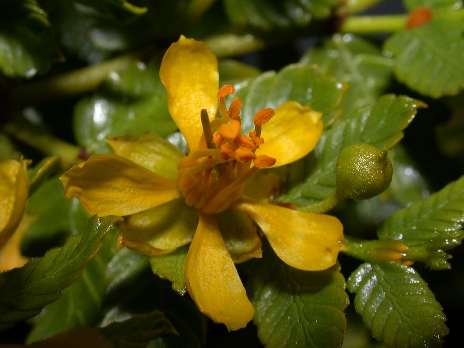 Zygophyllaceae Larrea nitida