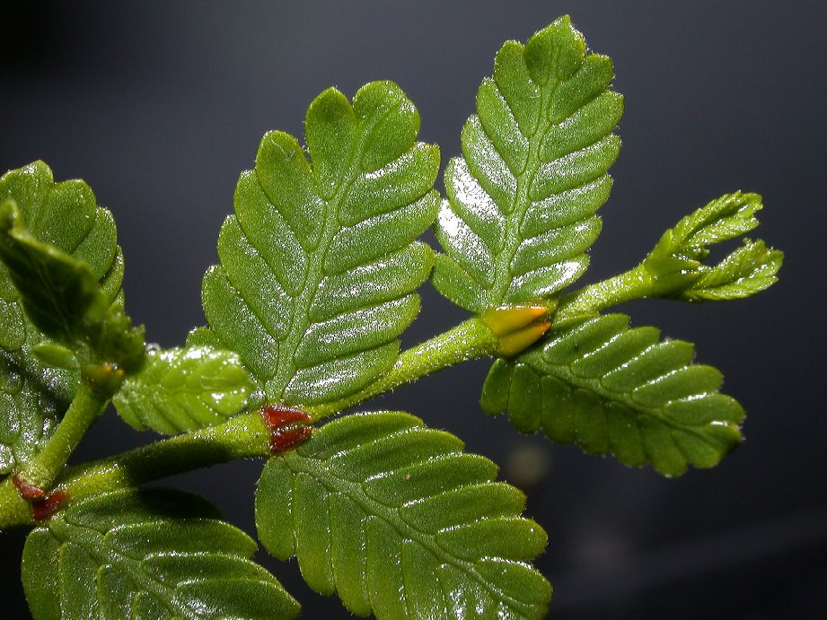 Zygophyllaceae Larrea nitida
