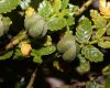 image of Larrea nitida