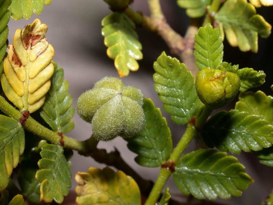 Zygophyllaceae Larrea nitida