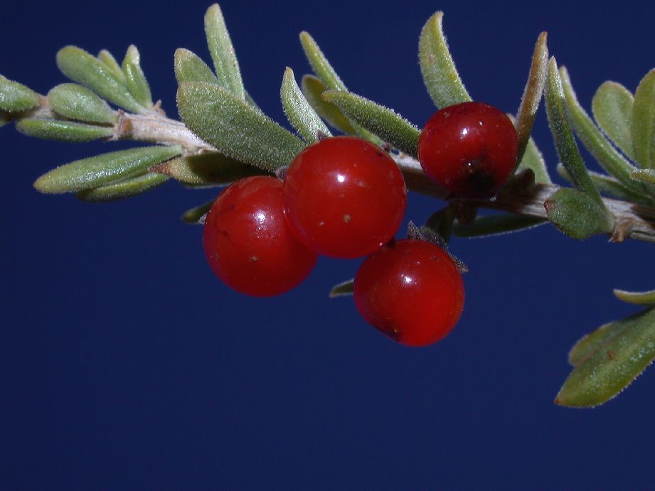 Solanaceae Lycium chilense