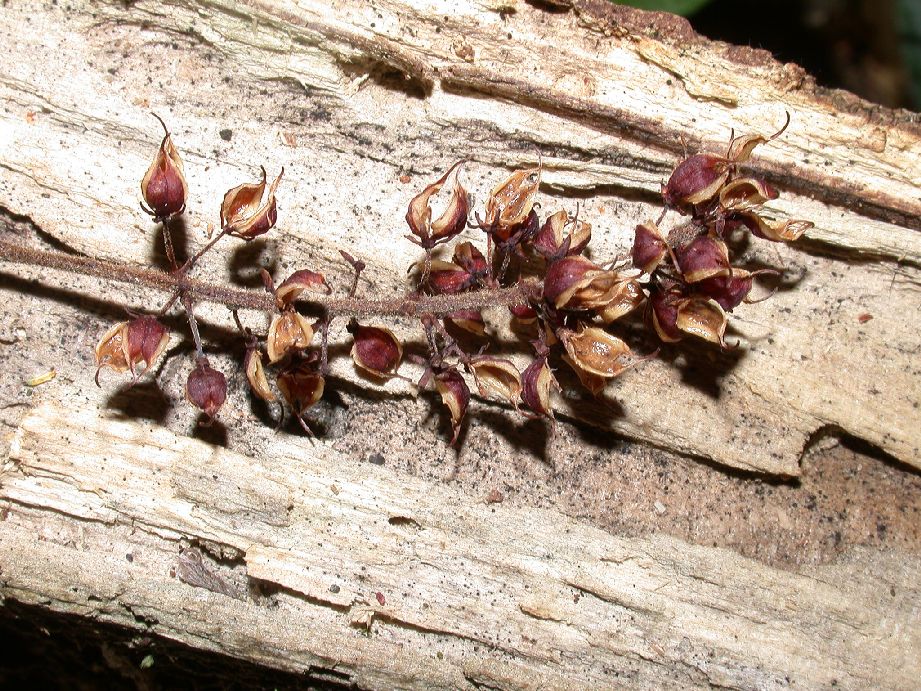 Cunoniaceae Weinmannia trichosperma