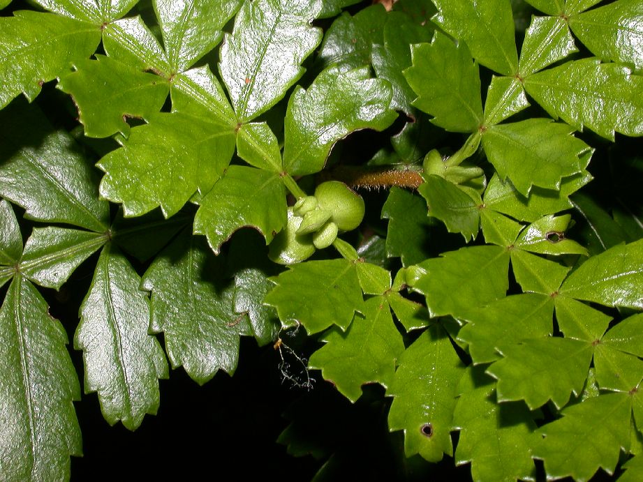 Cunoniaceae Weinmannia trichosperma