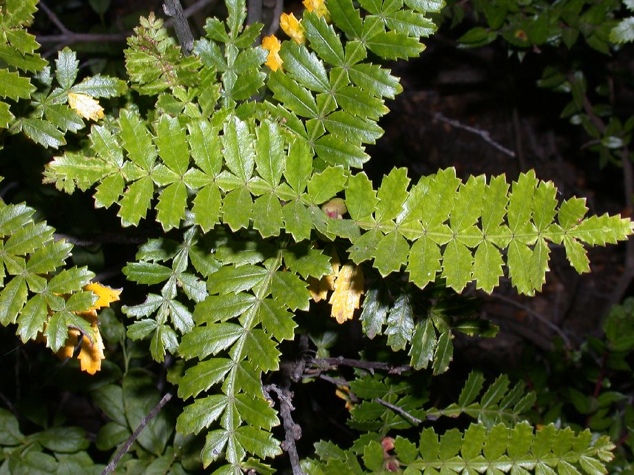 Cunoniaceae Weinmannia trichosperma