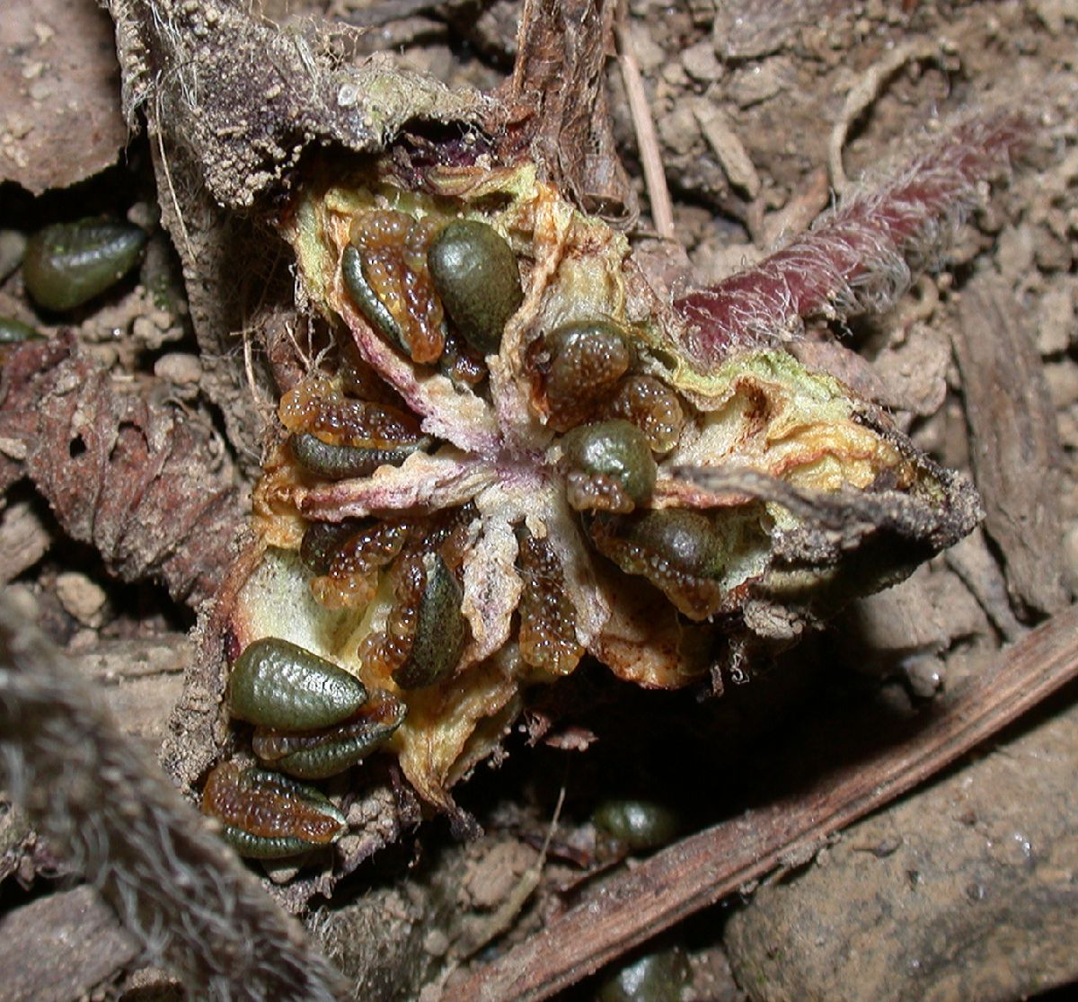 Aristolochiaceae Asarum 