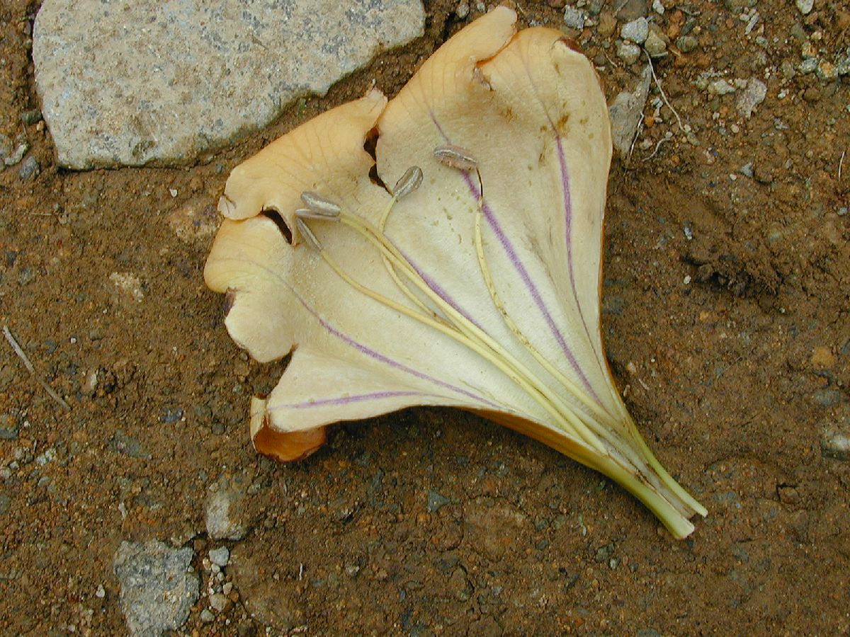 Solanaceae Solandra maxima