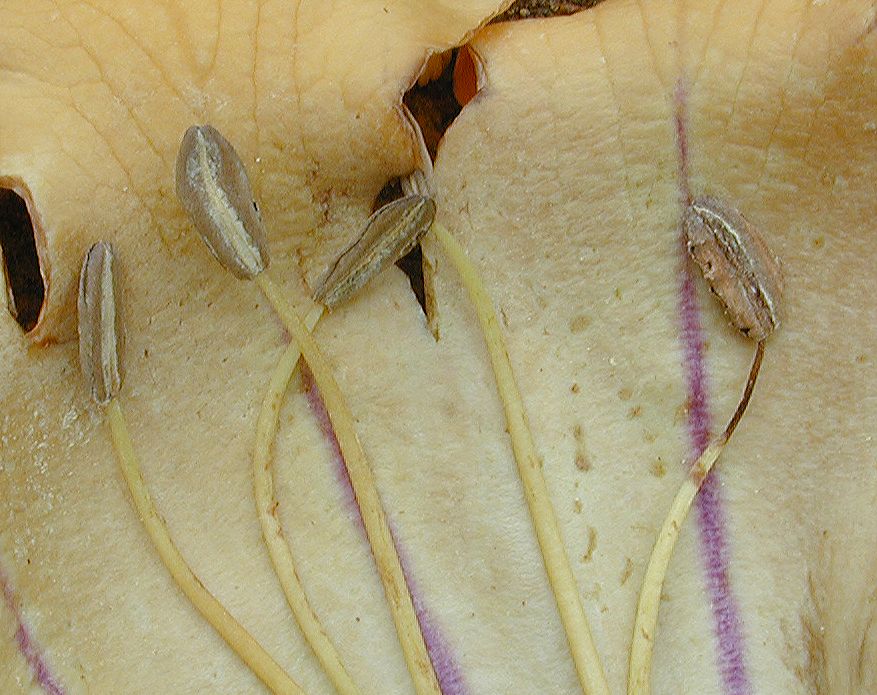 Solanaceae Solandra maxima
