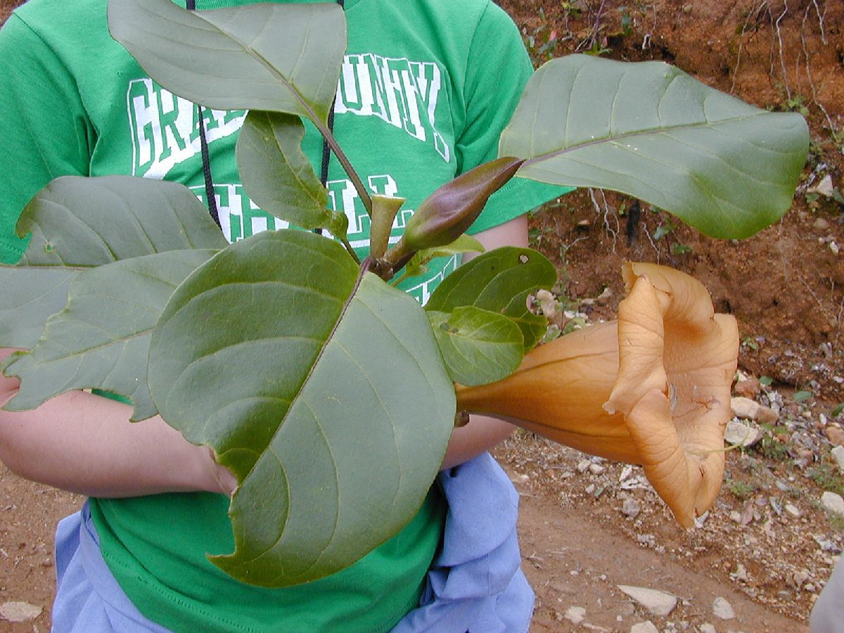 Solanaceae Solandra maxima