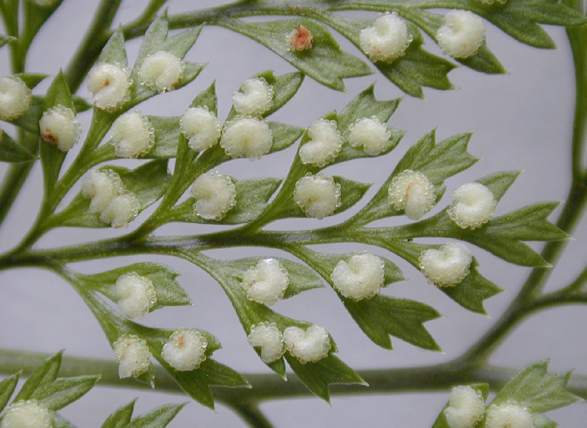 Dryopteridaceae Arachniodes denticulata