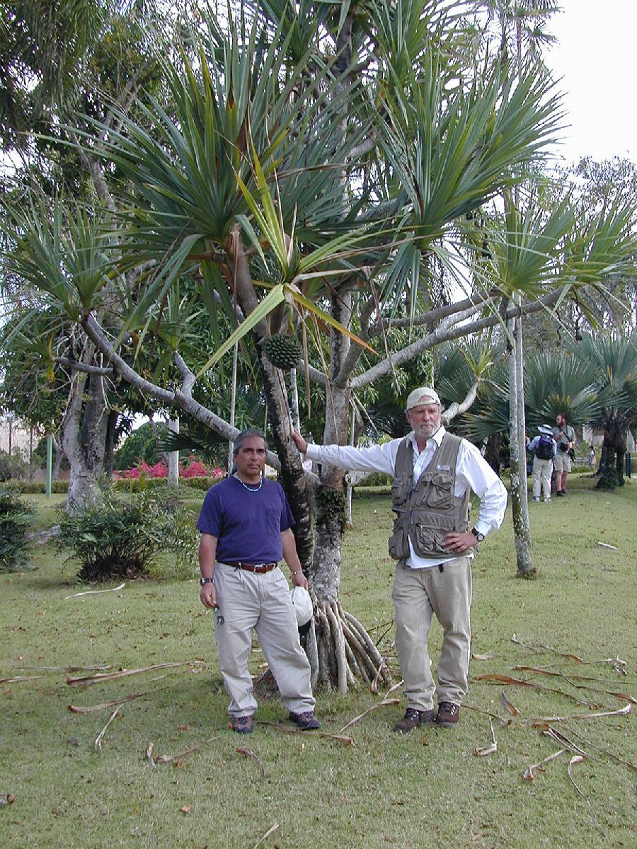Pandanaceae Pandanus utilis