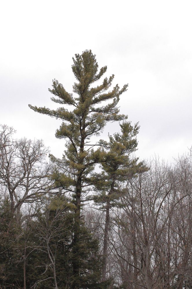 Pinaceae Pinus strobus