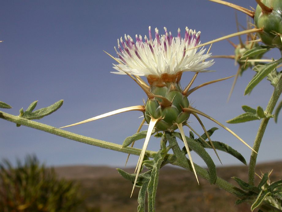 Asteraceae Silybum marianum