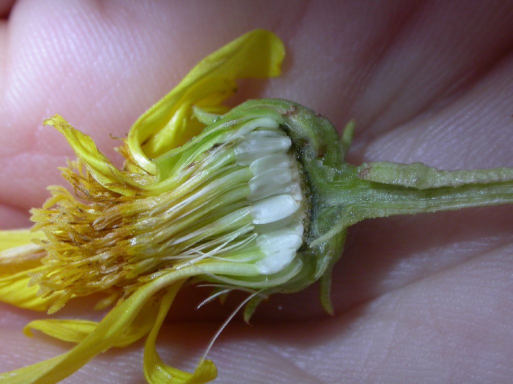Asteraceae Grindelia chiloensis