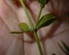 image of Larrea divaricata