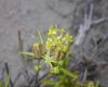image of Mulinum spinosum