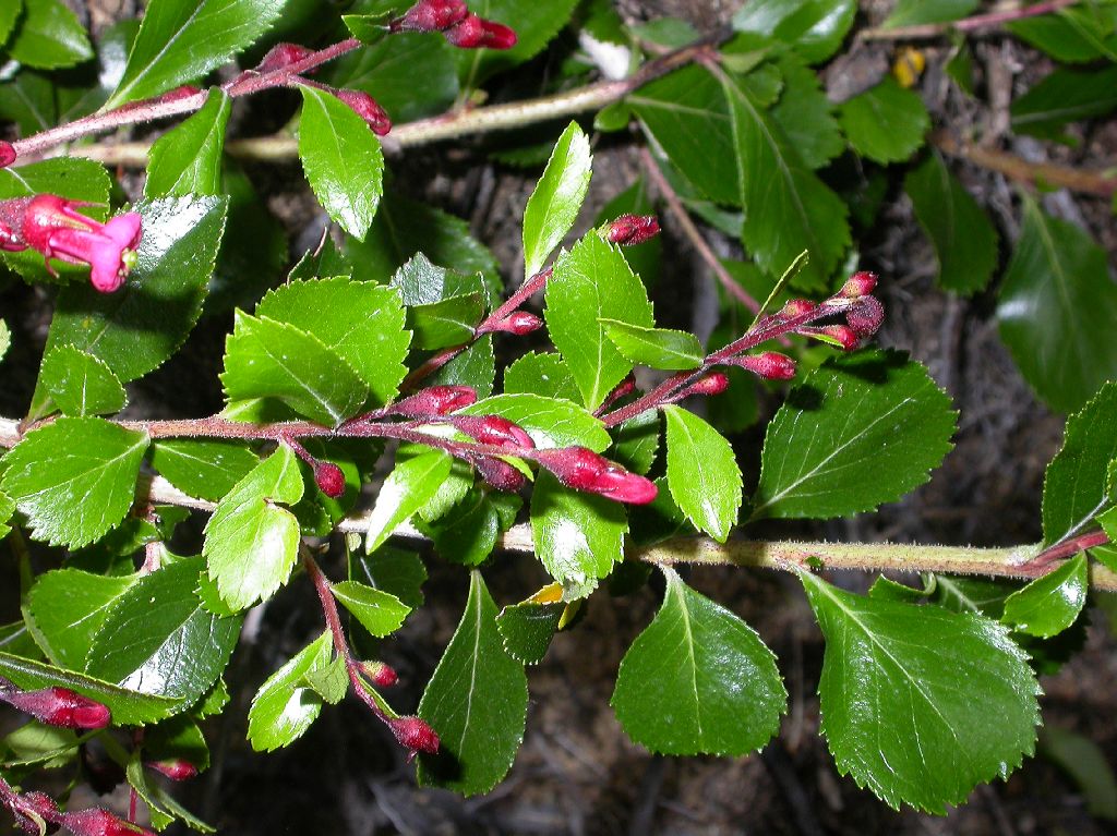Escalloniaceae Escallonia alpina