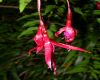 image of Fuchsia magelanica