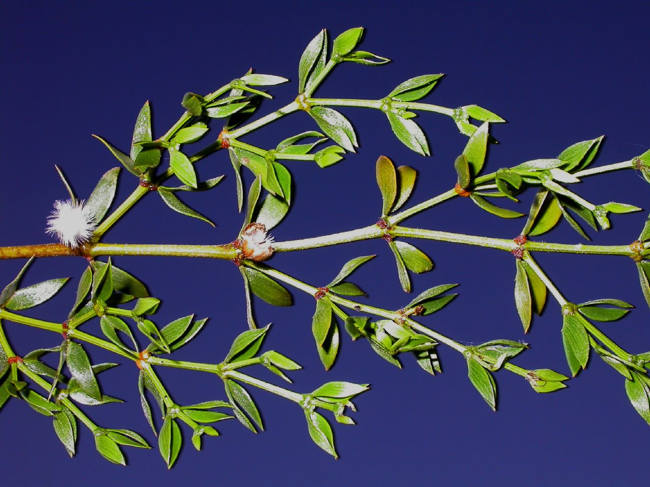 Zygophyllaceae Larrea divaricata