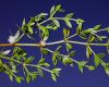 image of Larrea divaricata