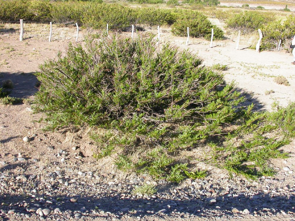 Zygophyllaceae Larrea nitida