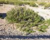 image of Larrea nitida
