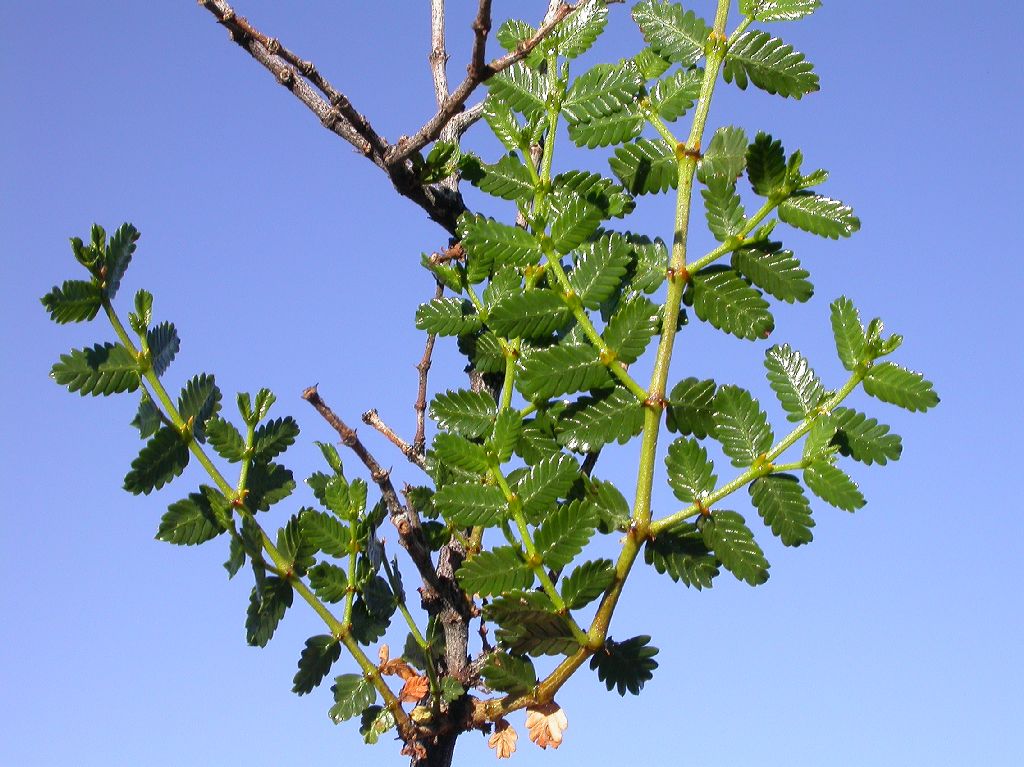 Zygophyllaceae Larrea nitida