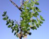image of Larrea nitida