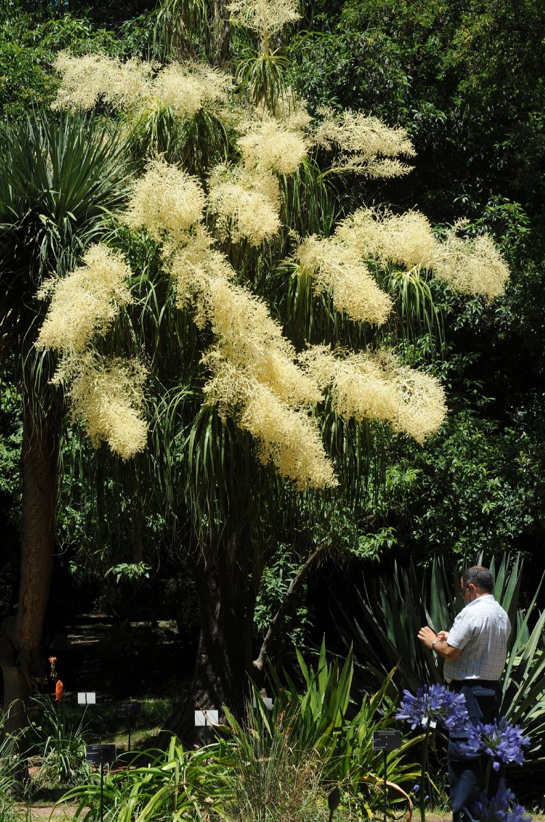 Asparagaceae Nolina longifolia