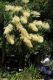 image of Nolina longifolia