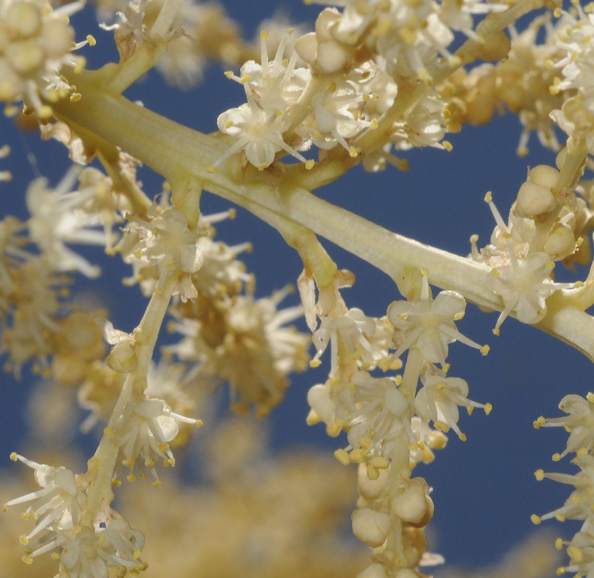 Asparagaceae Nolina longifolia