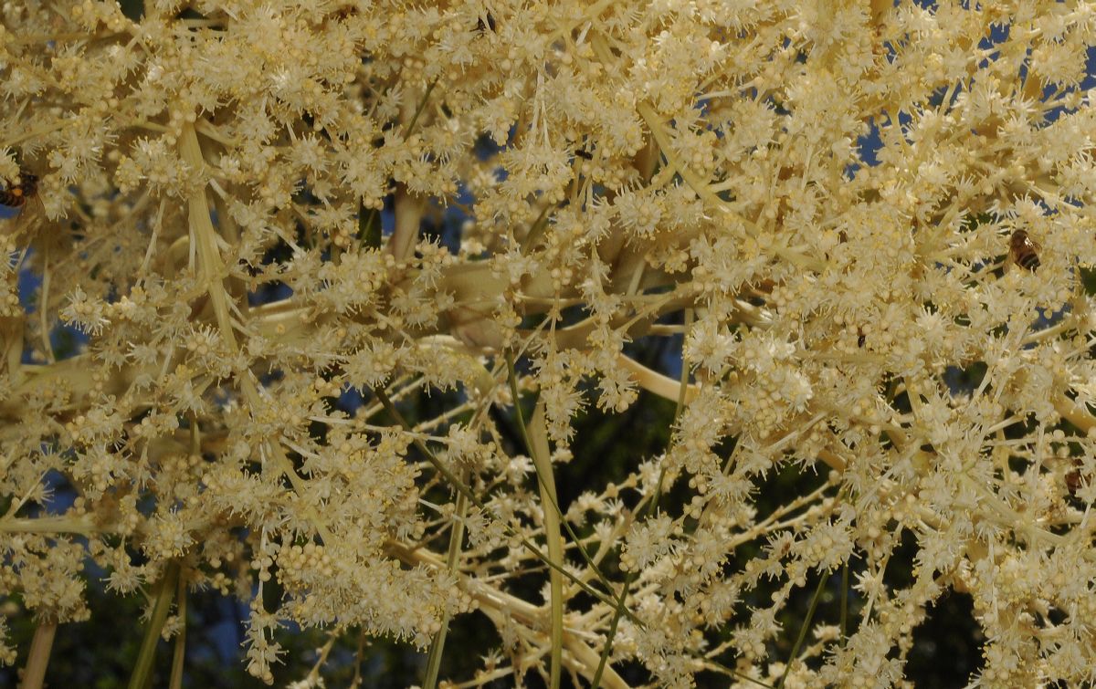 Asparagaceae Nolina longifolia