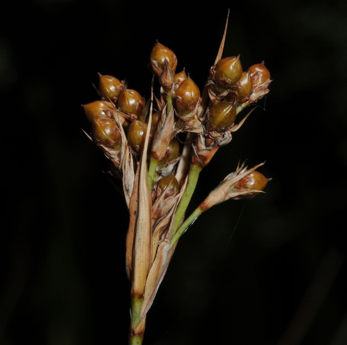Juncaceae Juncus acutus
