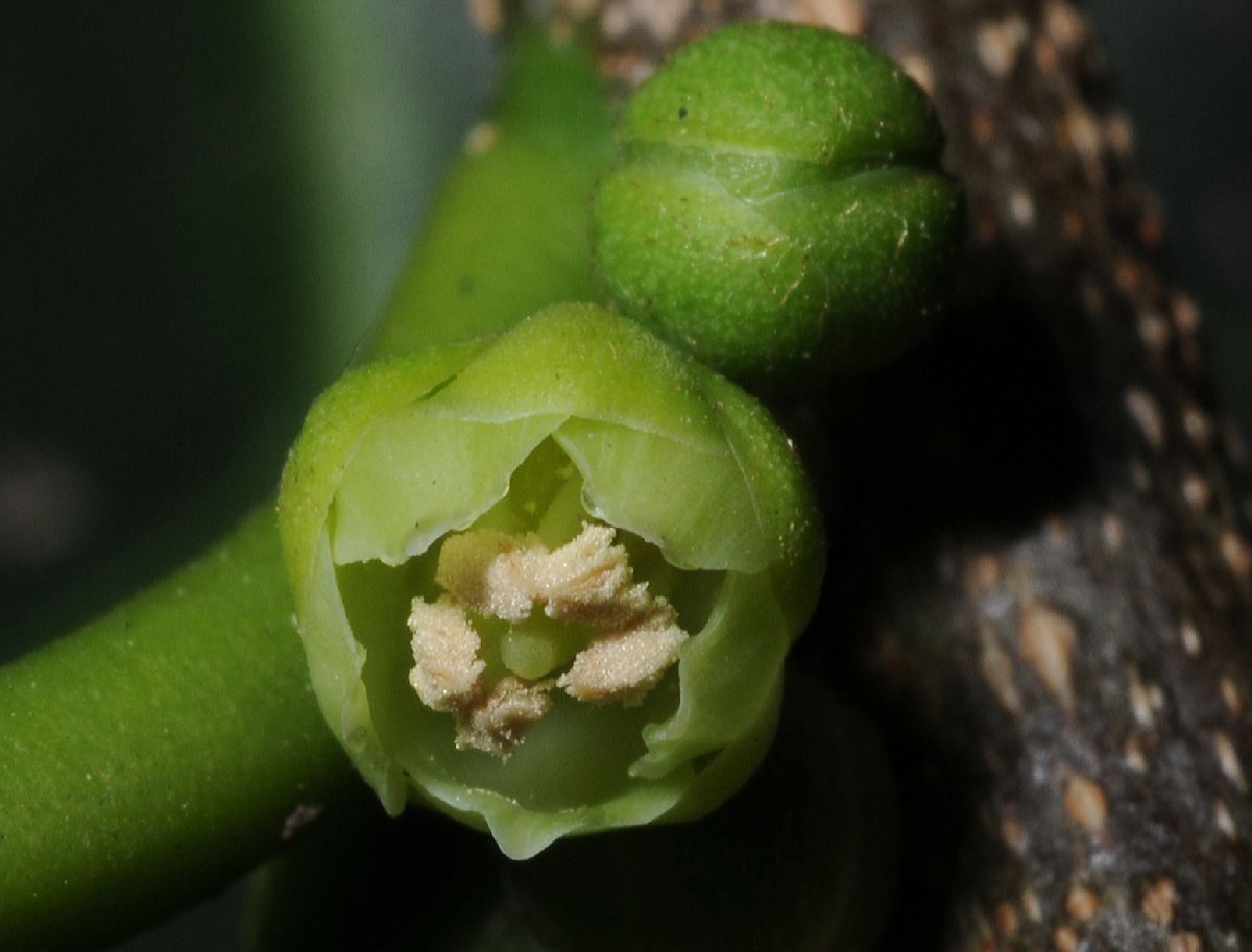 Sapotaceae Chrysophyllum gonocarpum