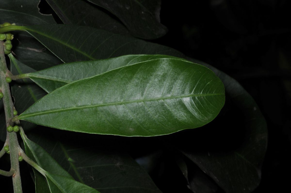 Sapotaceae Chrysophyllum gonocarpum