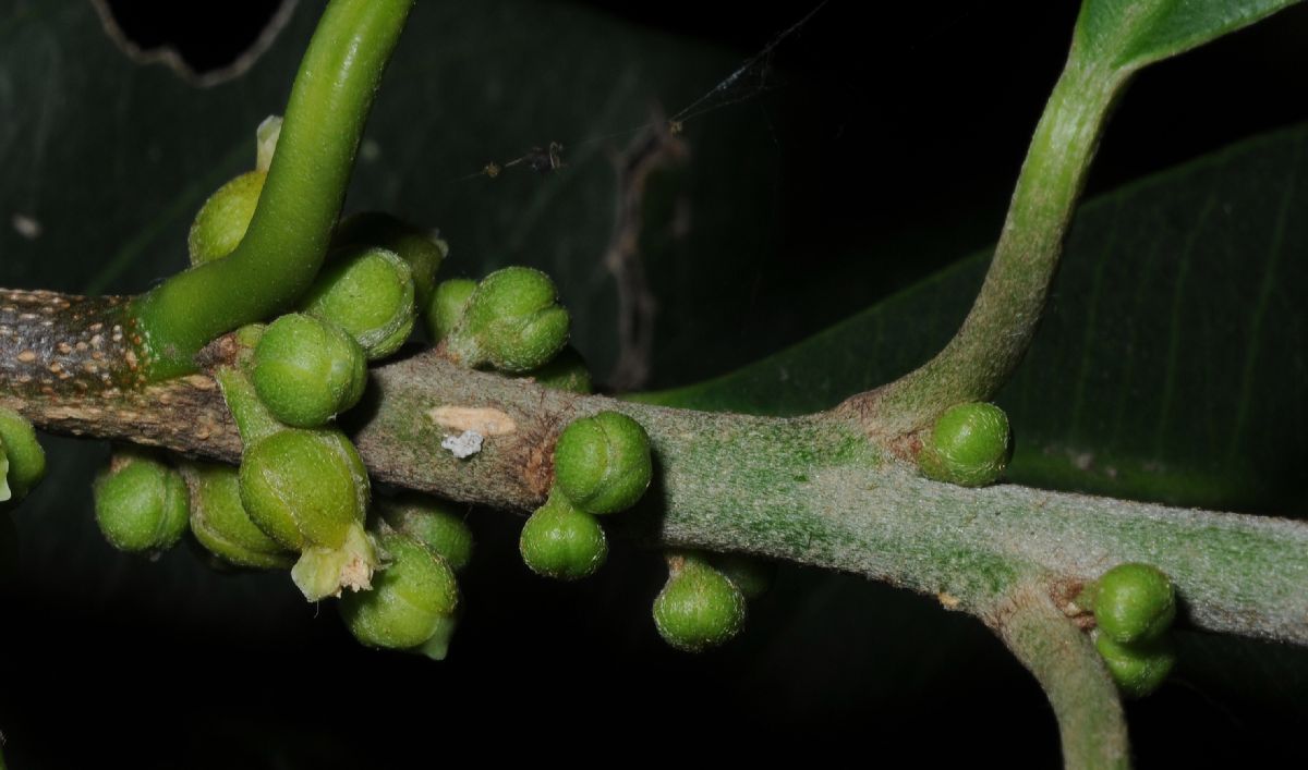 Sapotaceae Chrysophyllum gonocarpum