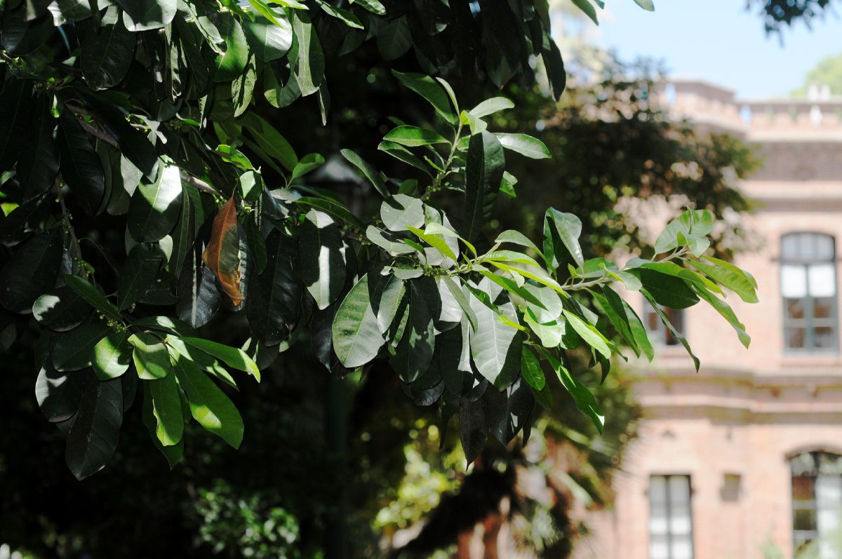 Sapotaceae Chrysophyllum gonocarpum