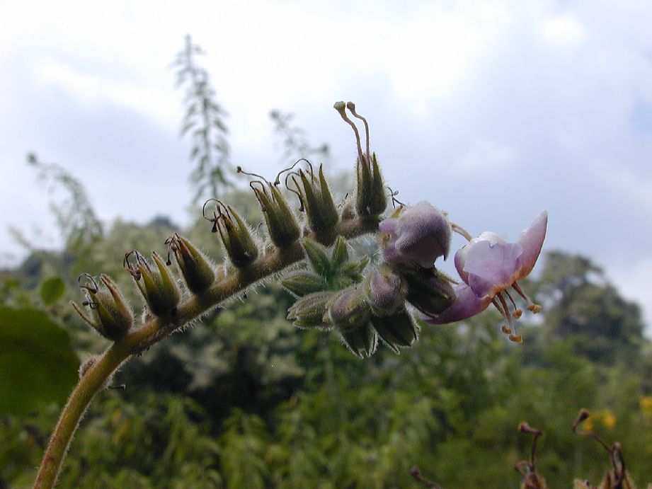 Hydrophyllaceae Wigandia urens