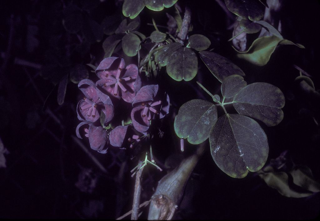 Lardizabalaceae Akebia quinata